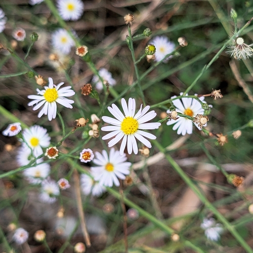 Symphyotrichum subulatum observed 2026-10-26