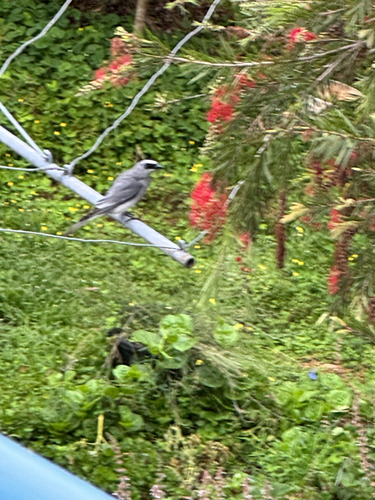 Coracina papuensis observed 2026-10-27
