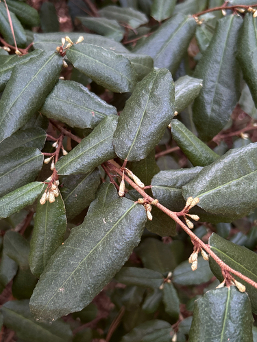 Elaeagnus pungens, 2026-10-26