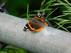Vanessa atalanta