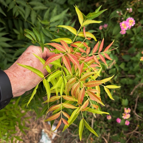 Pistacia chinensis observed 2026-10-26