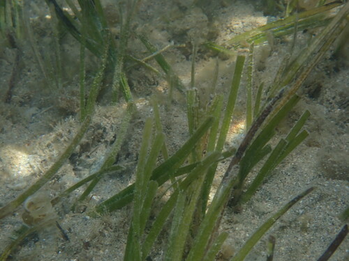 Zostera novazelandica observed 2026-10-24