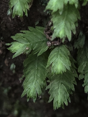 Fissidens observed 2026-10-26