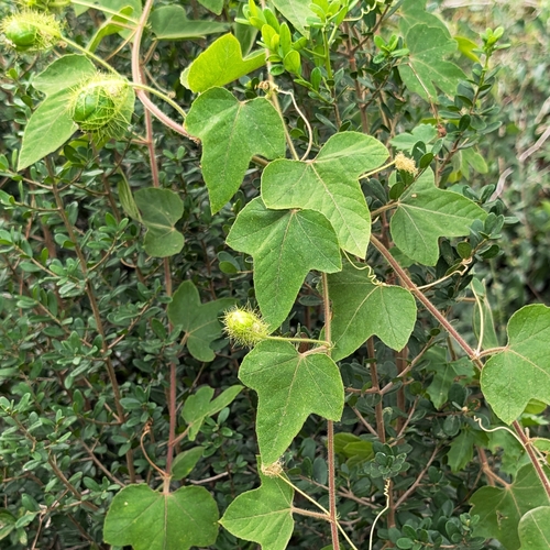 Passiflora foetida observed 2026-10-26