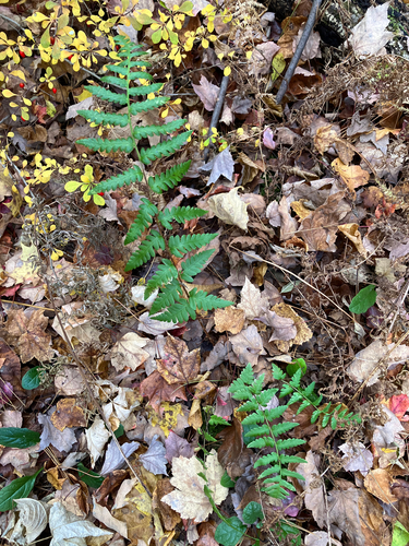 Dryopteris cristata observed 2026-10-26
