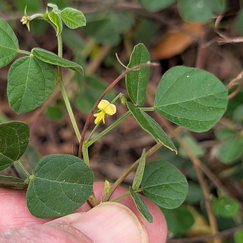 Rhynchosia minima observed 2026-10-26