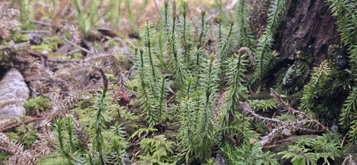 Spinulum annotinum observed 2026-10-26