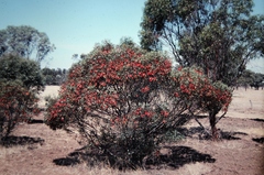 Eucalyptus dolichorhyncha