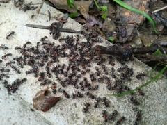 Liometopum microcephalum