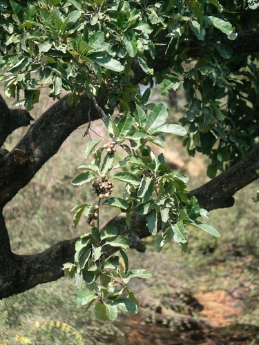 Terminalia observed 2026-10-25