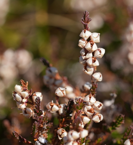 Calluna vulgaris observed 2026-10-26