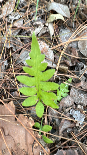 Lorinseria areolata observed 2026-10-26