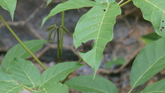 Pellicia dimidiata dimidiata