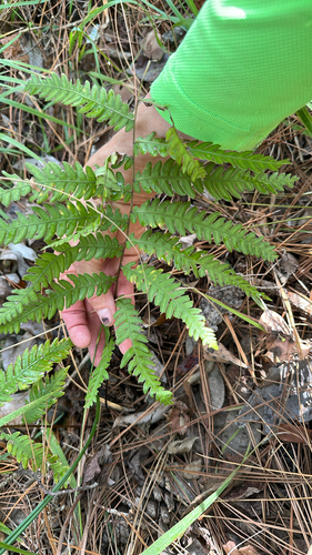 Anchistea virginica observed 2026-10-26