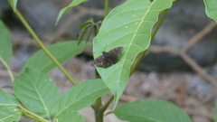 Pellicia dimidiata dimidiata
