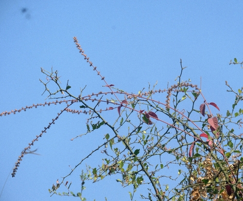 Pupalia lappacea, 2026-10-25