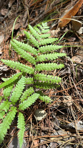 Anchistea virginica observed 2026-10-26