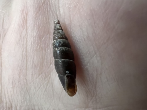 Clausilia observed 2026-10-25