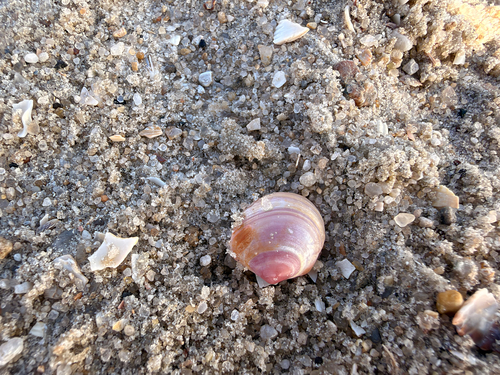 Limecola balthica observed 2026-10-25
