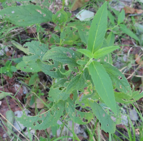 Teucrium canadense, 2026-10-21