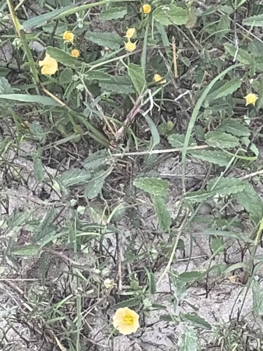 Sida abutilifolia observed 2026-10-26