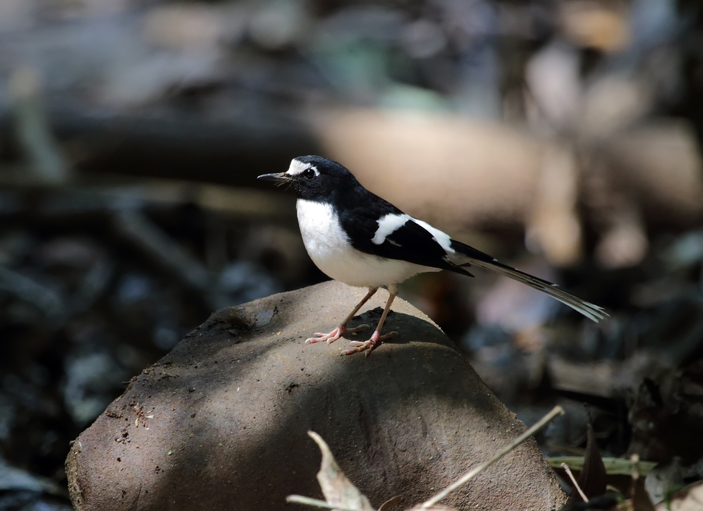 Black-Backed Forktail