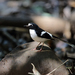 Black-backed Forktail - Photo (c) Tareq Uddin Ahmed, some rights reserved (CC BY)