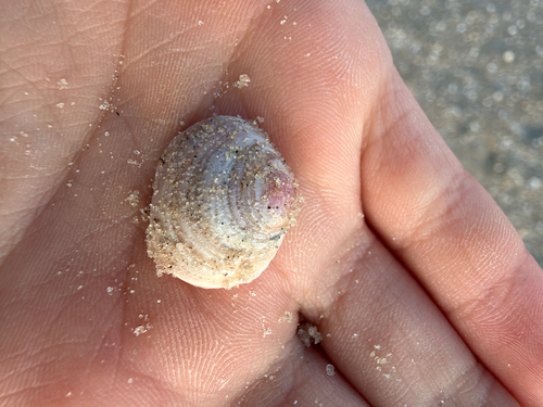 Limecola balthica observed 2026-10-25