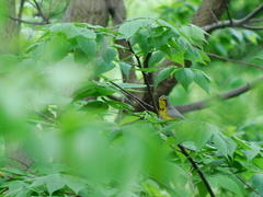 Cardellina canadensis