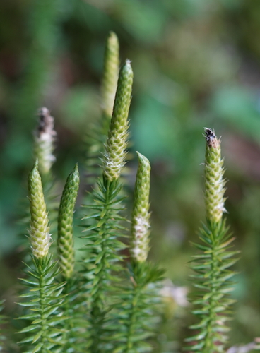Spinulum annotinum observed 2026-10-26