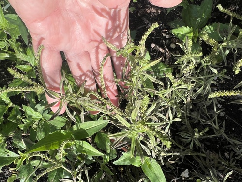 Euploca procumbens observed 2026-10-26