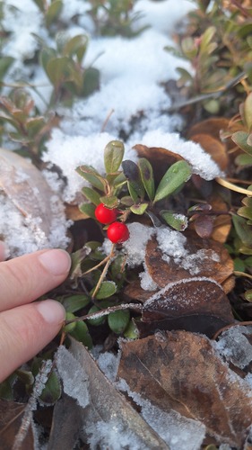 Arctostaphylos uva-ursi observed 2026-10-26