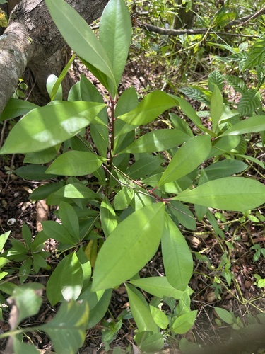 Ardisia observed 2026-10-26