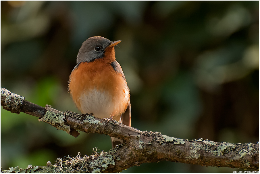 Kashmir Flycatcher photo