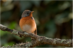 Kashmir Flycatcher photo 1