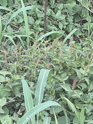 Acalypha phleoides, 2026-10-26