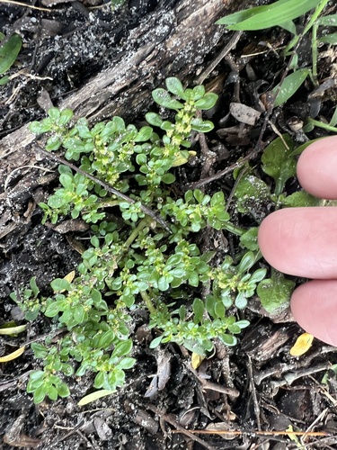 Pilea microphylla observed 2026-10-26