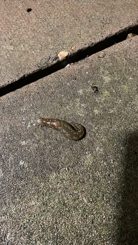 Limacus maculatus, 2026-10-26