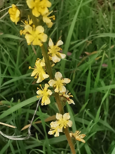 Agrimonia eupatoria observed 2026-10-26