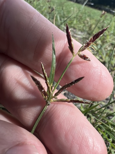 Cyperus rotundus observed 2026-10-26