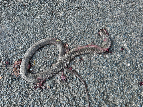 Tropidonophis observed 2026-10-27