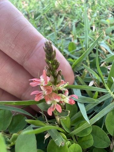Indigofera spicata observed 2026-10-26