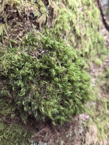 Dicranum scottianum observed 2026-10-26