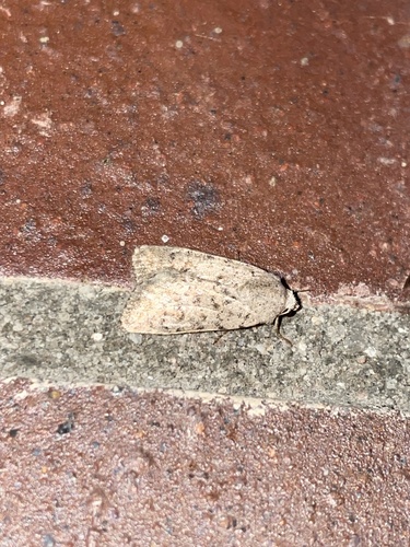 Avicula observed 2026-10-26