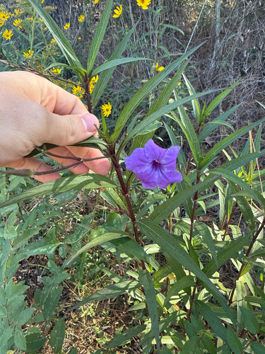 Ruellia simplex observed 2026-10-26