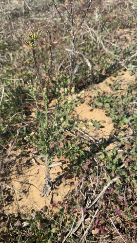 Erigeron bonariensis observed 2026-10-26
