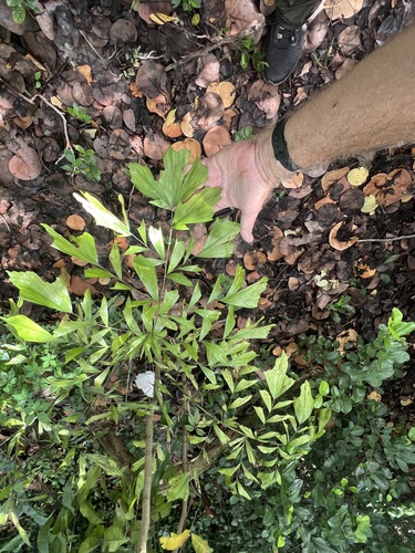 Caryota mitis observed 2026-10-26