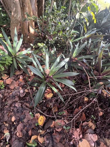 Tradescantia spathacea observed 2026-10-26