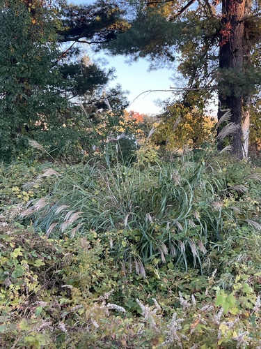Miscanthus sinensis observed 2026-10-26