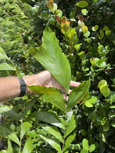 Caryota mitis observed 2026-10-26